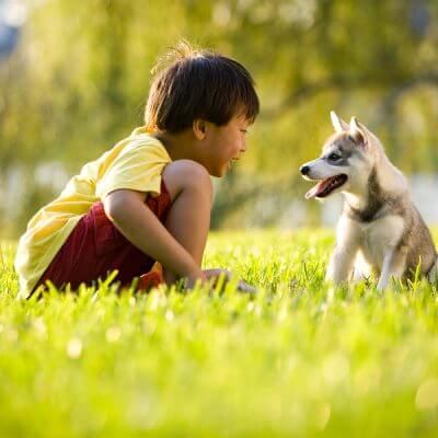 Young Asian boy playing with Alaskan Klee Kai puppy sitting on grass: the positive effects of dogs on ASD, animals helping those with Autism