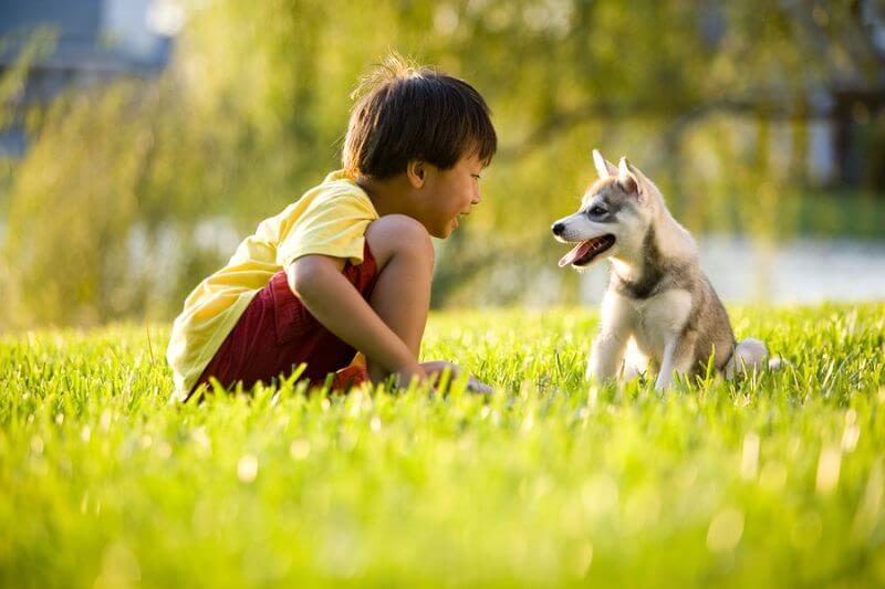 Young Asian boy playing with Alaskan Klee Kai puppy sitting on grass: the positive effects of dogs on ASD, animals helping those with Autism